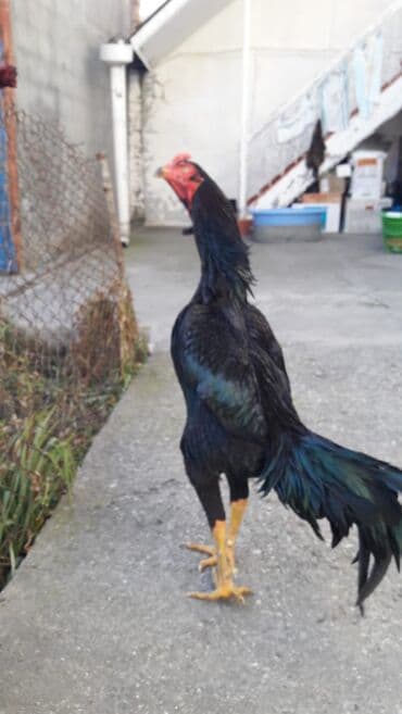 Heyrati xoruz, zil qara. 1yaş 4ayliq