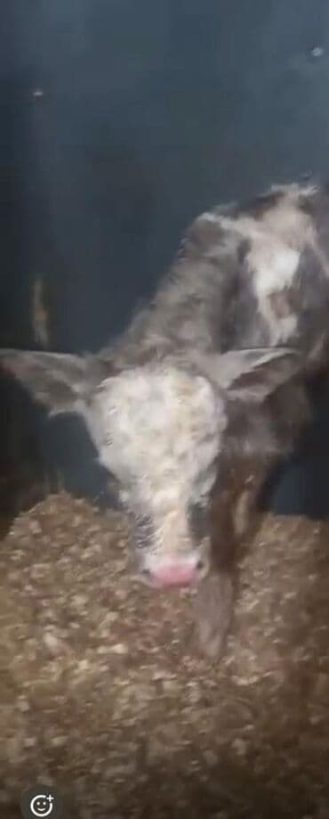 Hinduşka: Simmental inek Bugün dogub 3 cu qarina 18-22 litr sudu olub 2 ci — 3