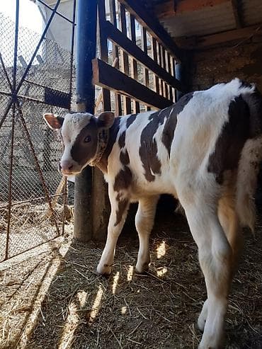 meymunlarin qiymeti: Birinci qarin ağ kiprik ivanovka balasi erkeydi 14 lt sud verir goy — 3