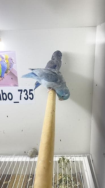 cut bitkisi: Məhsul: Cütlük mavi-parlaq rəngli dekorativ quşlar (parrotlet/kiçik — 3