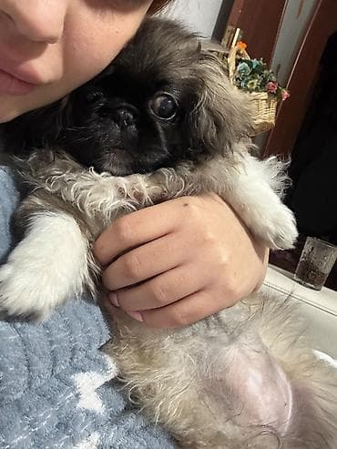 Pekines, 3 ay, Dişi, Peyvəndli