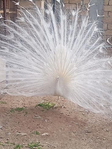 Tovuz quslari Ag 5 ilik cut 800 hidistan250 olrlekin 200. Qirqovular