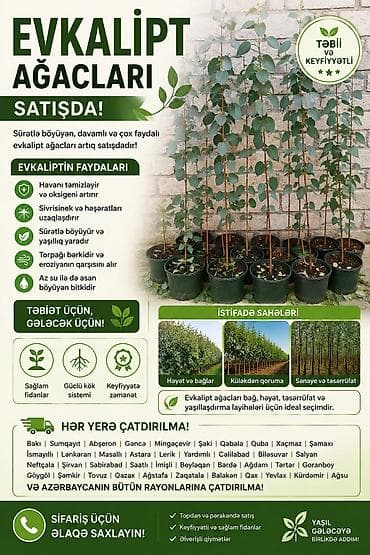 1.80 yolka: 🌿 EVKALİPT AĞACLARI SATIŞDA! Sürətlə böyüyən, davamlı və dekorativ — 1