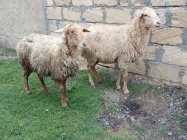 Salam tam sağlam bağaz qoynlar 9 dənə yaşlıdılar endrimdə var