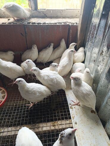 ağ pişik: Masallı. Salam Aləykum. Ağ Texas bildirçinlərinin yumurtası mövcuddur — 3