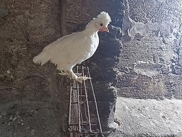 Toyuq, Damazlıq, Ünvandan götürmə