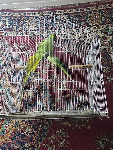 quş sesleri: Erkey maya ojirelivi 3illik jnvan yasamal — 1