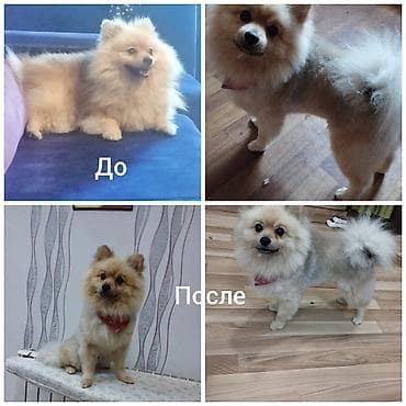 xamilyon heyvan: Pudel, 6 ay, Dişi — 3