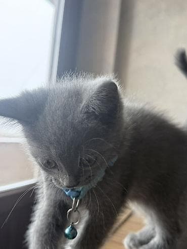 fars pisiyi: Yaxşı əllərə — 5