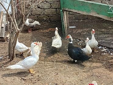 pekin ördək: Salam qara tek erkey 40 manat ag erkey 30 mat ag disiler 20 manat isde — 4
