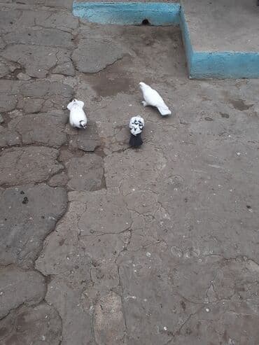 bugda qiymeti: 2 erkey 1 maya 3nin qiymeti 20 az 13 14 18 tukduler — 3