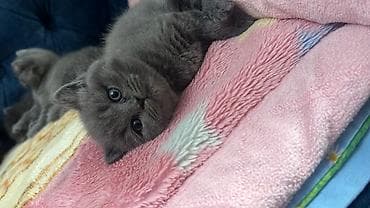 pi̇şi̇k: Britan, Erkək, Dişi, Yaxşı əllərə, Ünvandan götürmə — 4