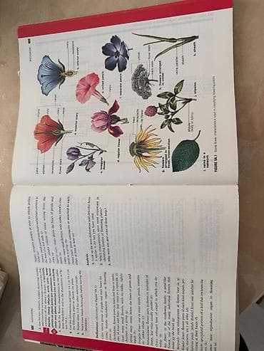 bas gitara: Məhsul: Biologiya üzrə illüstrasiyalı dərslik/kitab Xüsusiyyətlər: - — 3