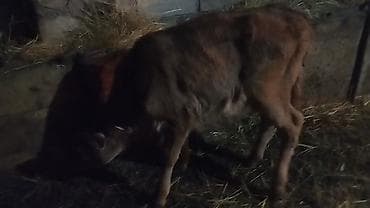 en gozel it adlari: 10.günlik semetalı.diş.bizov satlır yaxş super semetalı.ingin balasdı — 6