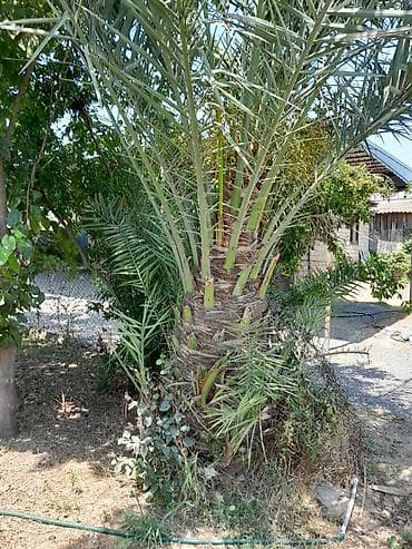 bezek bitkileri: Xurma xurması qiymet razilasma yolu ile. (Phoenix dactylifera) – — 4