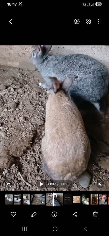 pişik satışı bakı: Məhsul: Ev yetişdirilən dovşanlar Təsvir:1 erkek 4 disi 50azn - — 1