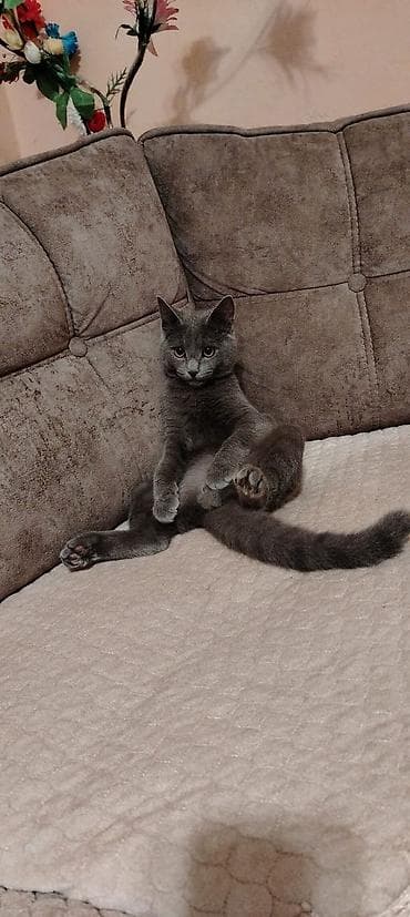 Rus mavi, Yaxşı əllərə — 1