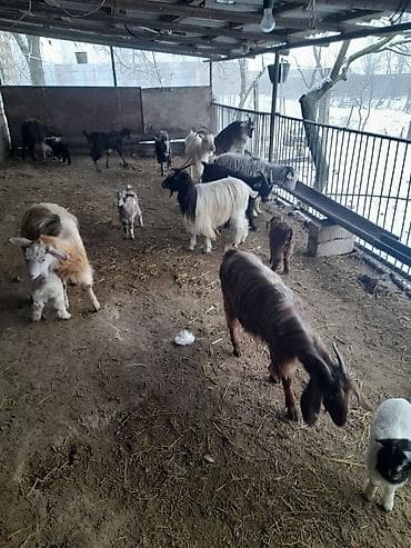 holstein inek satilir: Qoyun-keçi təsərrüfatı üçün müxtəlif cinsli keçilər və bala keçilər - — 5