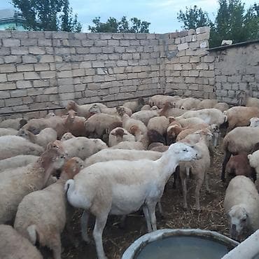 qoyun keci: Qoyun sürüsü – damazlıq - Toplu şəkildə satılır 30 ana qoyun 4 Qoç — 3