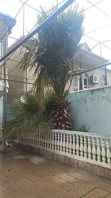 palma ağacları: Dekorativ palma ağacı satılır – böyük ölçülü, yelpikvari (fan-shaped) — 3