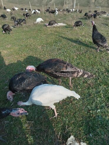 arı şəkilləri: Məhsul: Hinduşka sürüsü Təsvir: - Şəkillərdə müxtəlif rənglərdə — 12