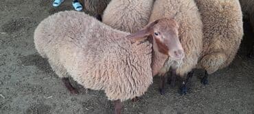 çin bıldırcını: Qoyun – yerli cins, qırmızı-qəhvəyi başlı, sıx və qalın yunlu. Bədən — 4