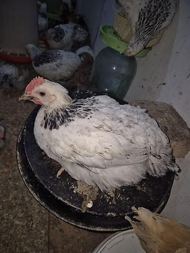 İtlər: Toyuq 40 günlük qiymət 7 azn çəkiləri 1 kqdan yuxarı Kürdəxanıda — 1