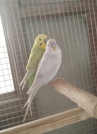 danışan tutuquşu satışı: 2 eded erkey di hec bir problem yoxdu erkey coxdu diye satıram — 1