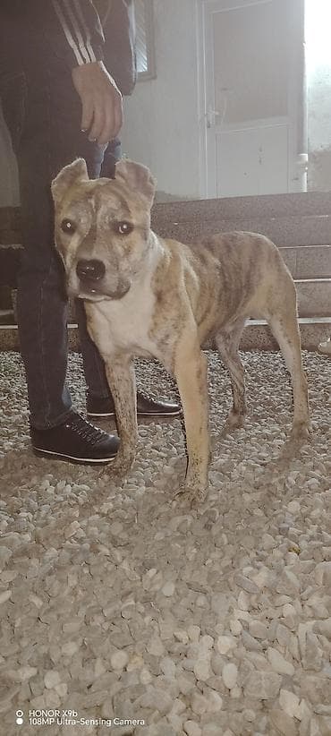 alman afçarka iti: Pitbul — 2