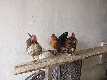 xoruz satişi: Toyuq, Damazlıq — 9