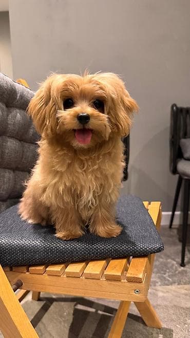 ит мурун: 3 месяца, Самка, С прививками, Самовывоз — 4