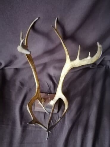 натуральная кожа: Taxta plaketə bərkidilmiş maral buynuzları və kəllə hissəsi. Divara — 3