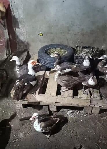 kayuqa ördək: Məhsul: ağ-qara və qəhvəyi-ağ rəng çalarlarında muskovi ördəklər — 9