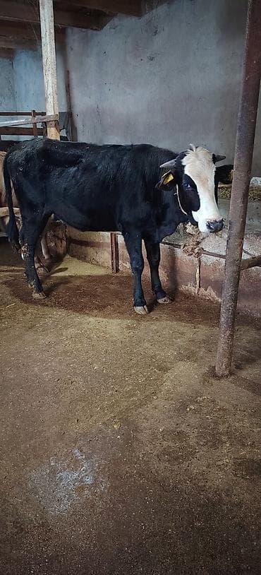 cins buzovların satışı: Dişi düyə damazlıq südlük ətliyə yararlıdır Ünvan Novxani — 1