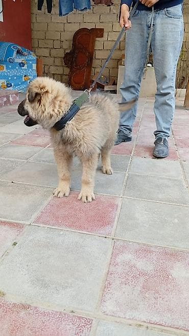 Salam eziz ve deyerli musteriler bu itimiz valkadaf sortu qurdbasardı