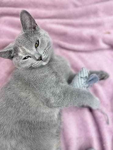 Птицы: Britan pisik balalari (dişi)19.10.2025 — 1