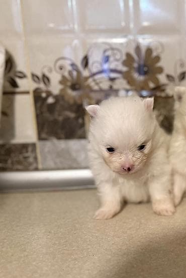 ucuz itlər: Şpitz, Erkek — 2