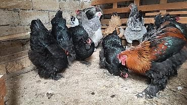 Toyuq, Brama, Damazlıq, Ünvandan götürmə, Ödənişli çatdırılma lalafo.az -da Toyuq, Brama, Damazlıq, Ünvandan götürmə, Ödənişli çatdırılma