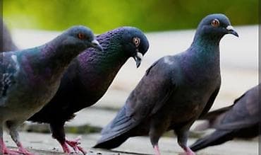 Göyərçin peyini satılır. Mehdiabad qəsəbəsi