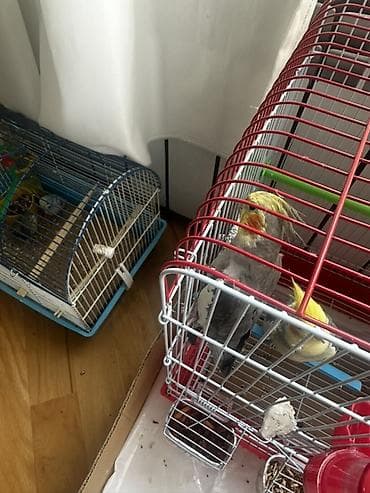 heyvalar: Cütü 80m.Çexlə barter mümkündür başqa quşlarlada olar baxır neçə — 2