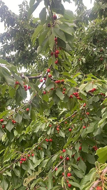 Gödəkli kəndınde ipək yolunun qırağında kəndə yaxın su daimi1
