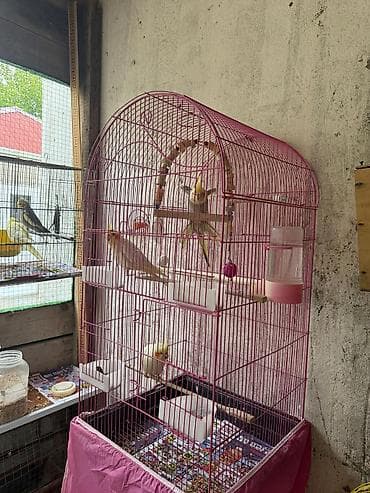 Taxta demir qefes kime hansi lazimdi yigsin qiymetleri max 10-70 Azn