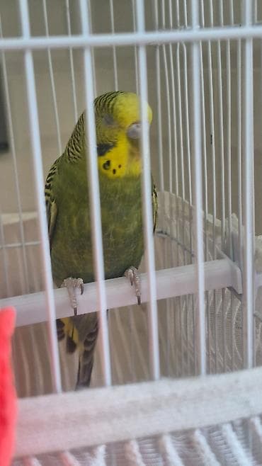 Птицы: Papuqay qəfəs ilə birliktə satılır Təsvir: - Rəng: yaşıl bədən, sarı — 4