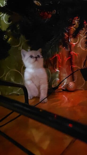 dişi pişik adları: Şotland yastı qulaq, Ünvandan götürmə — 3