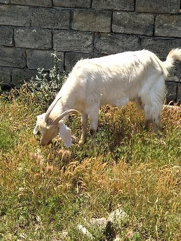 donuz balasi: Dişi, il: 2, Damazlıq, Ünvandan götürmə — 1