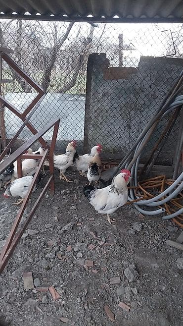 Balıqlar: Məhsul: Ev şəraitində bəslənən toyuq və xoruzlar (ağ-qara ləkəli — 2