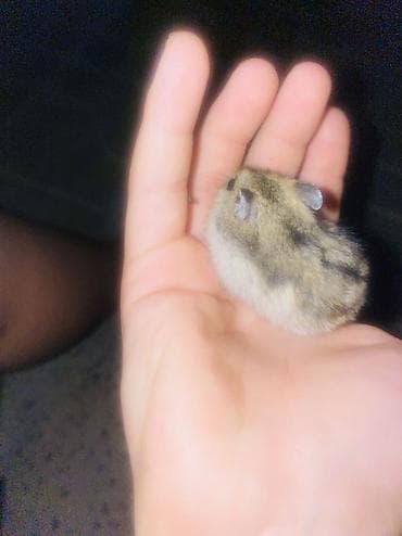 Cırtdan hamster + tam aksesuarlarla qəfəs dəsti - Növ