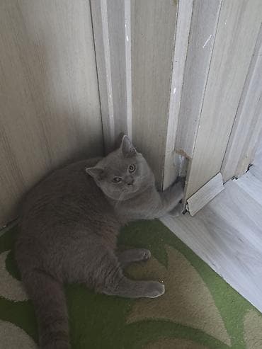 Собаки: Британская, Самец, Для вязки — 1