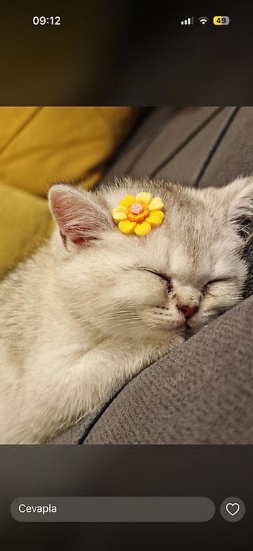 Britan lalafo.az -da Britan