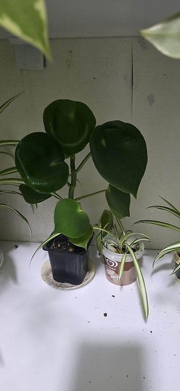 begonvil gulu: Ev gulleri satiram.Unvan kohne gunesli.Catdirilma metro — 9